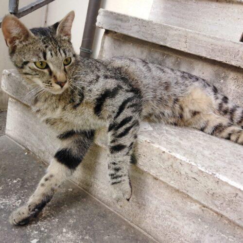 Tontoli’ - Maschio  - 3 Anni  - Meticcio  - Taglia: Piccola  - Carattere: Dolcissimo, Sensibile, Giocherellone 